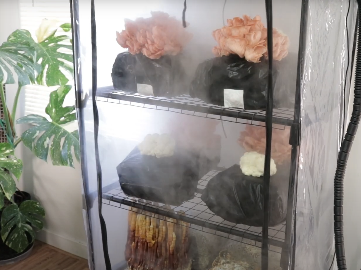 Mushroom Grow Tent Starter Kit