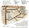 The Difference Between Red Wigglers and Other Earthworms