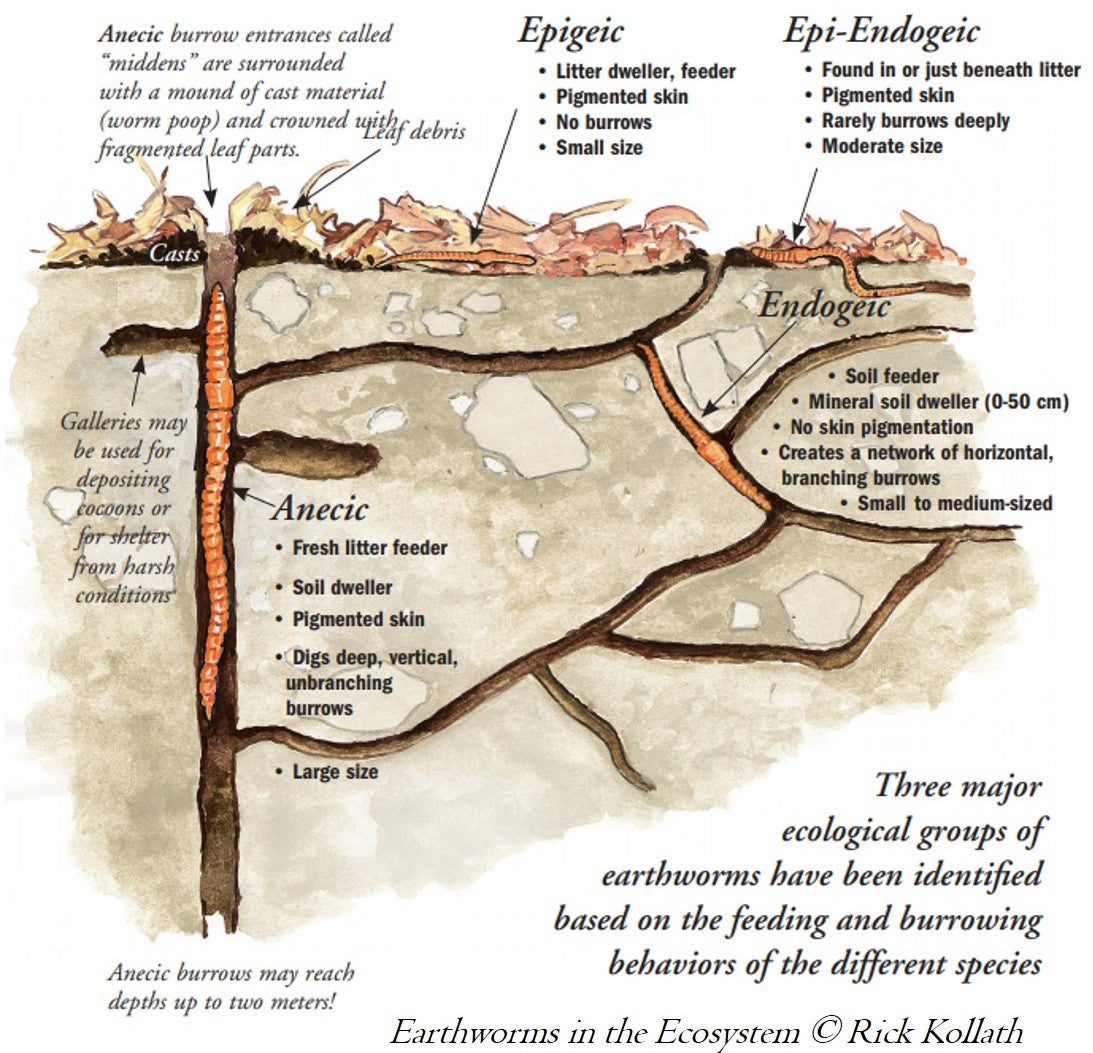 Earthworm Species Comparison