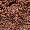 The Ultimate Guide to Using Red Wigglers for Composting: Boost Your Garden's Health