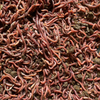 Pure-Red-Wigglers-at-Hungry-Worms