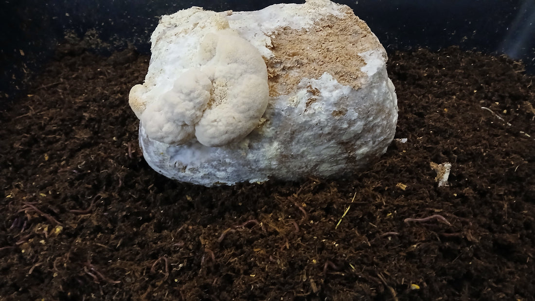 Worm Composting Spent Mushroom Substrate Blocks