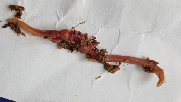 Red Wigglers Mating on a white background