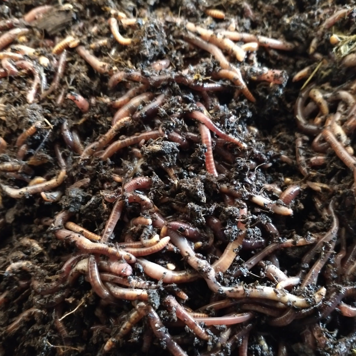 Worm Composting