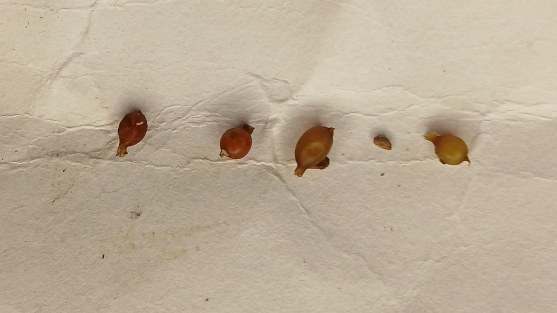 Red Wiggler Reproduction and Life Cycle Explained