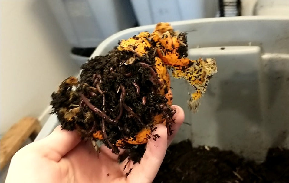 Why You Should Start a Worm Farm & How To Get Started