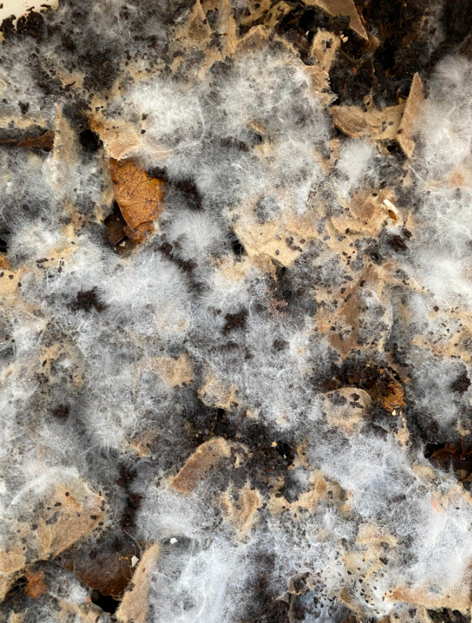 Fungus & Mold in the Worm Bin