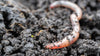 Worm Castings