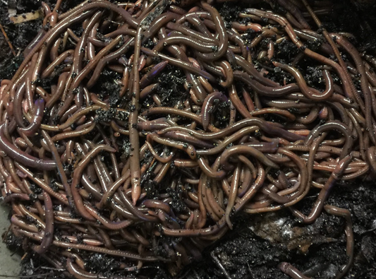 African Nightcrawlers