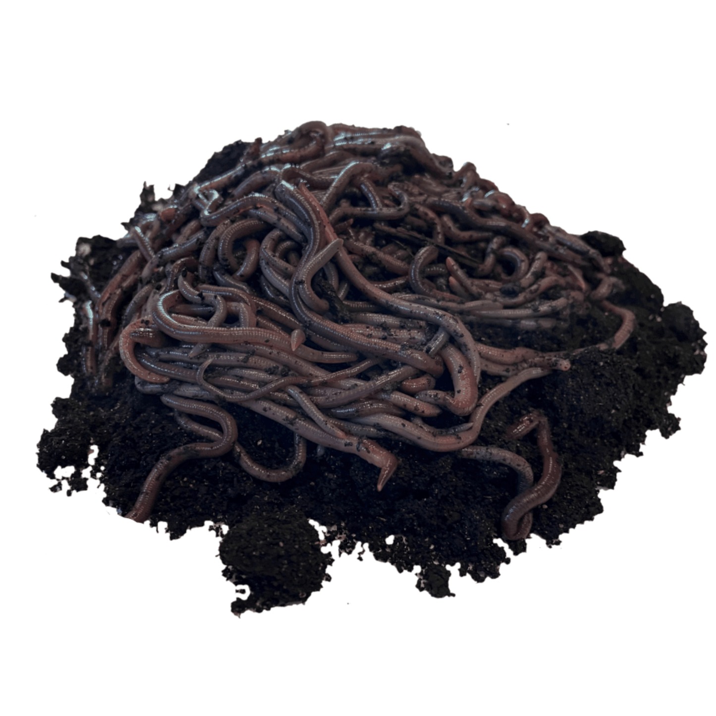 African Nightcrawlers on Worm Castings Against White Background