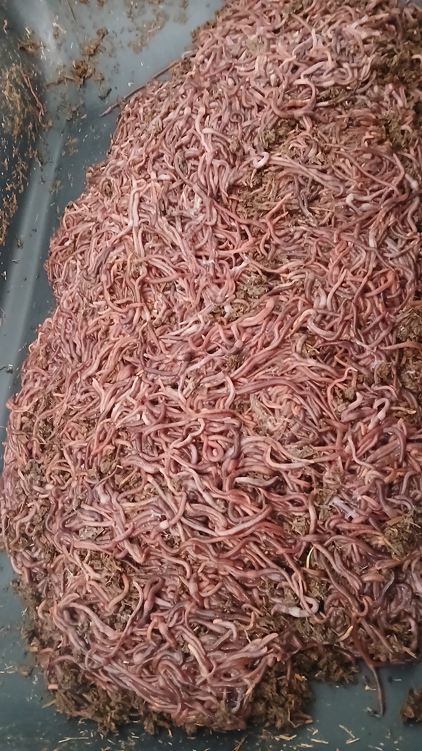 Close-up of a large pile of red wiggler earthworms exposed without bedding on a dark surface