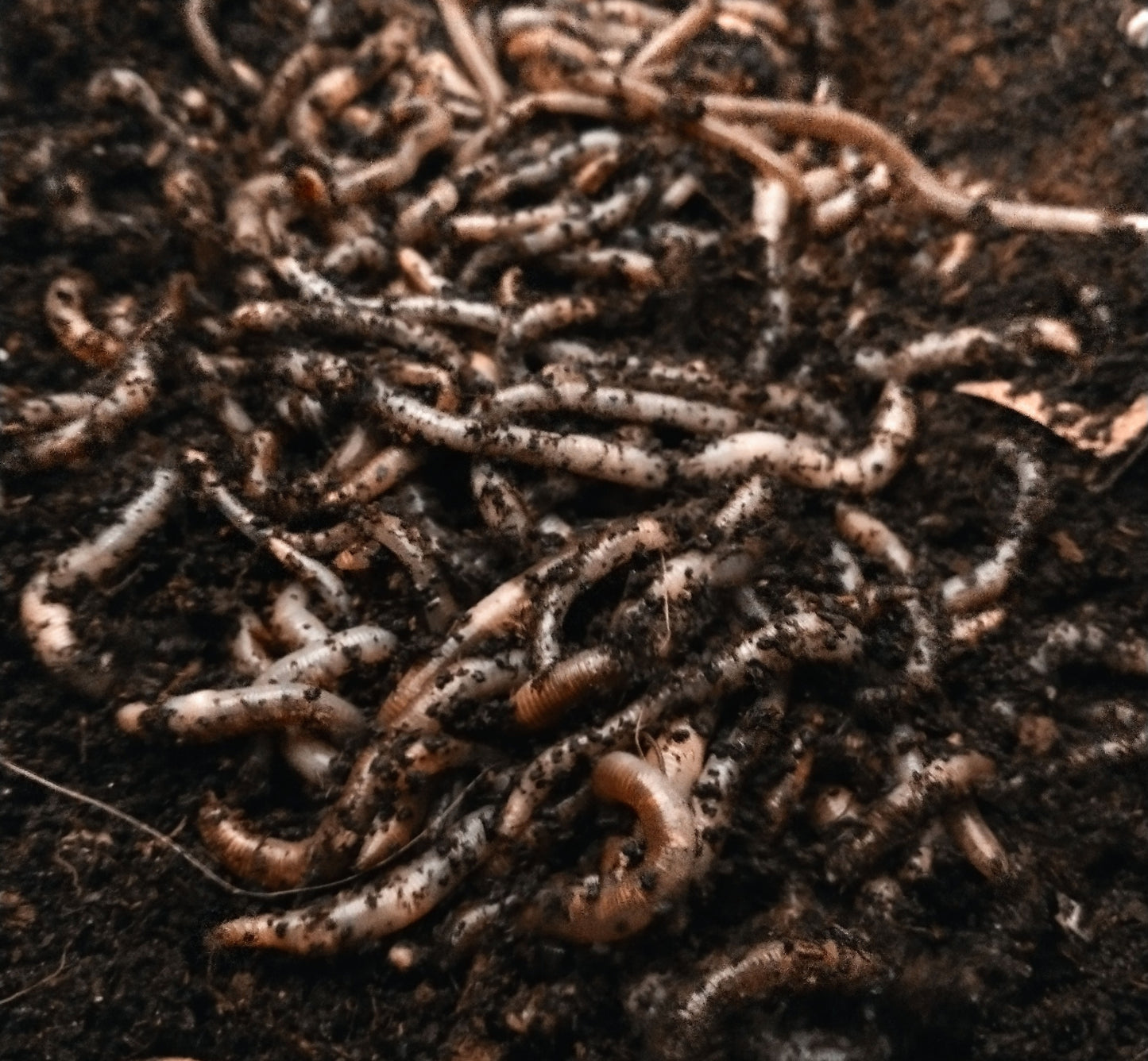 European Nightcrawlers