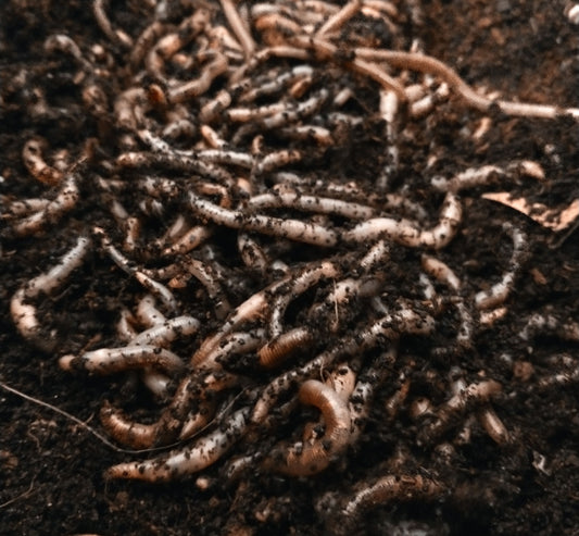 European Nightcrawlers
