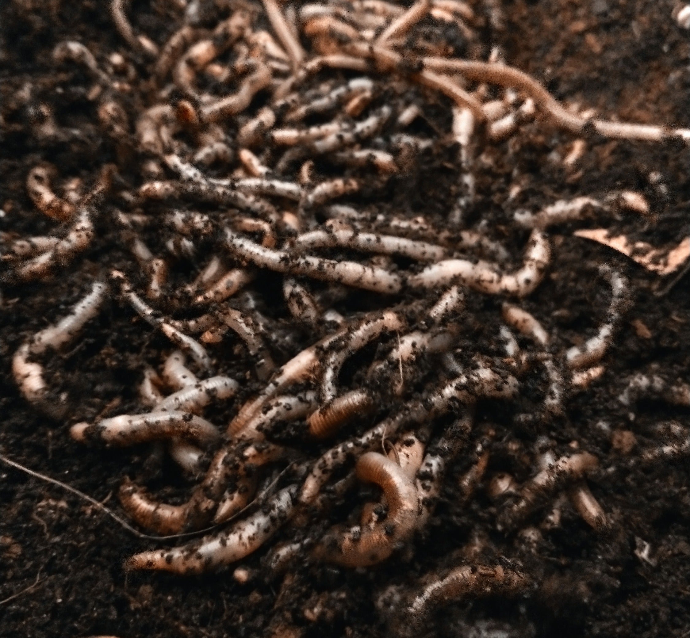 Close-up of european nightcrawlers on a dark soil background