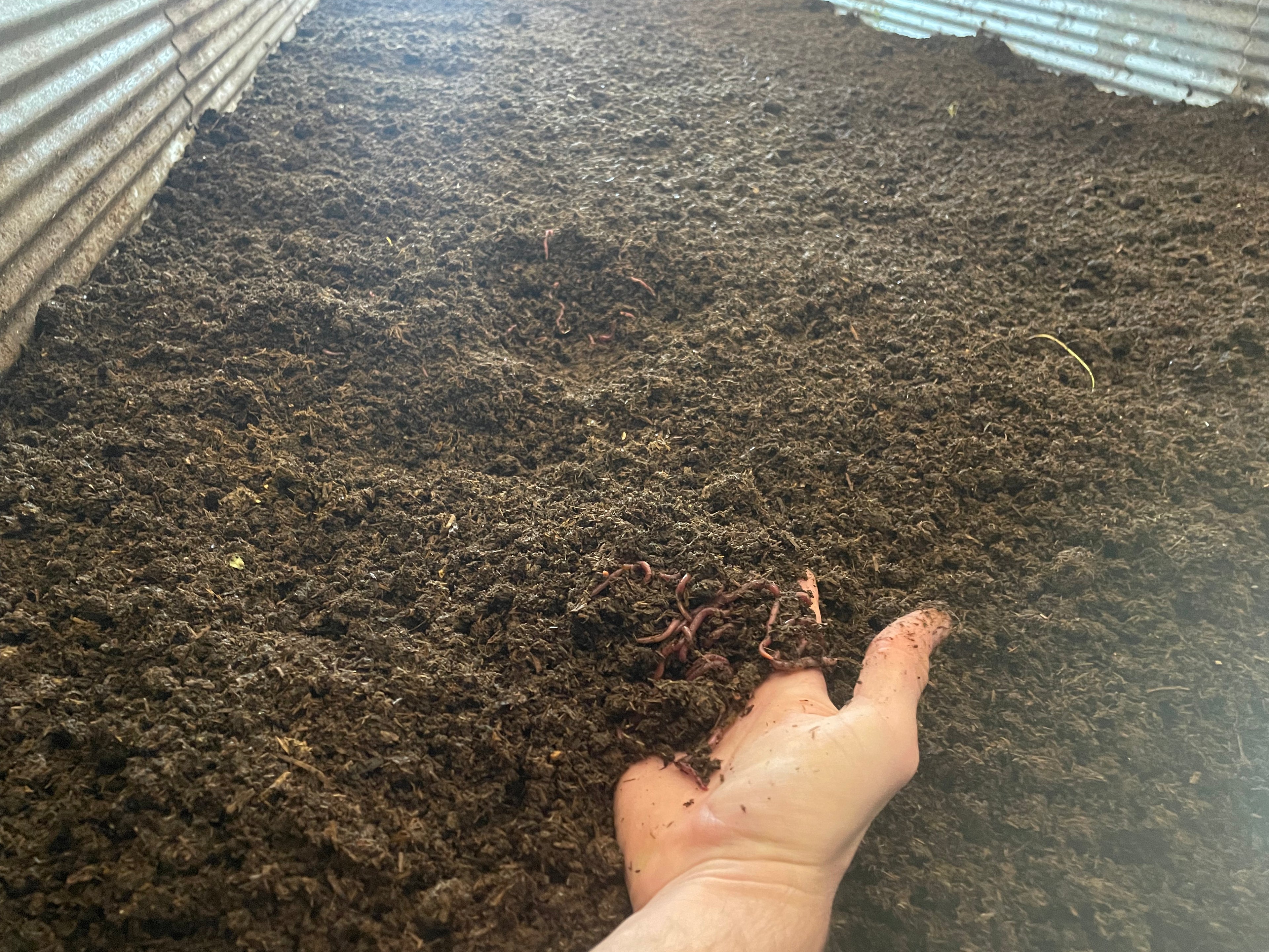 A hand reaching into a vermicompost bin showing red wigglers in the mix
