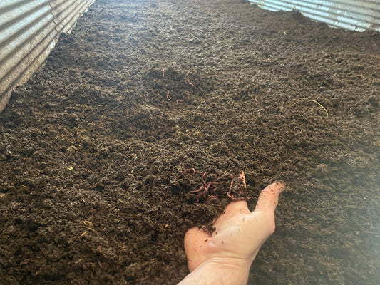 A hand reaching into a vermicompost bin showing red wigglers in the mix