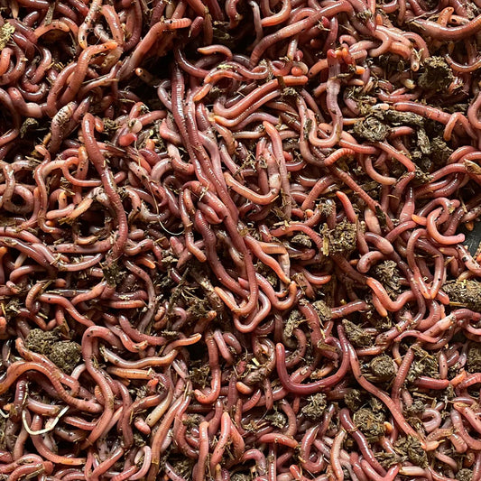 live red worms