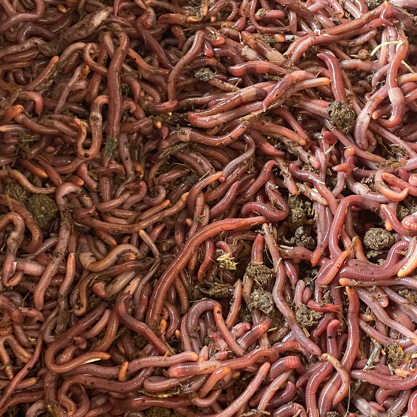 live red worms