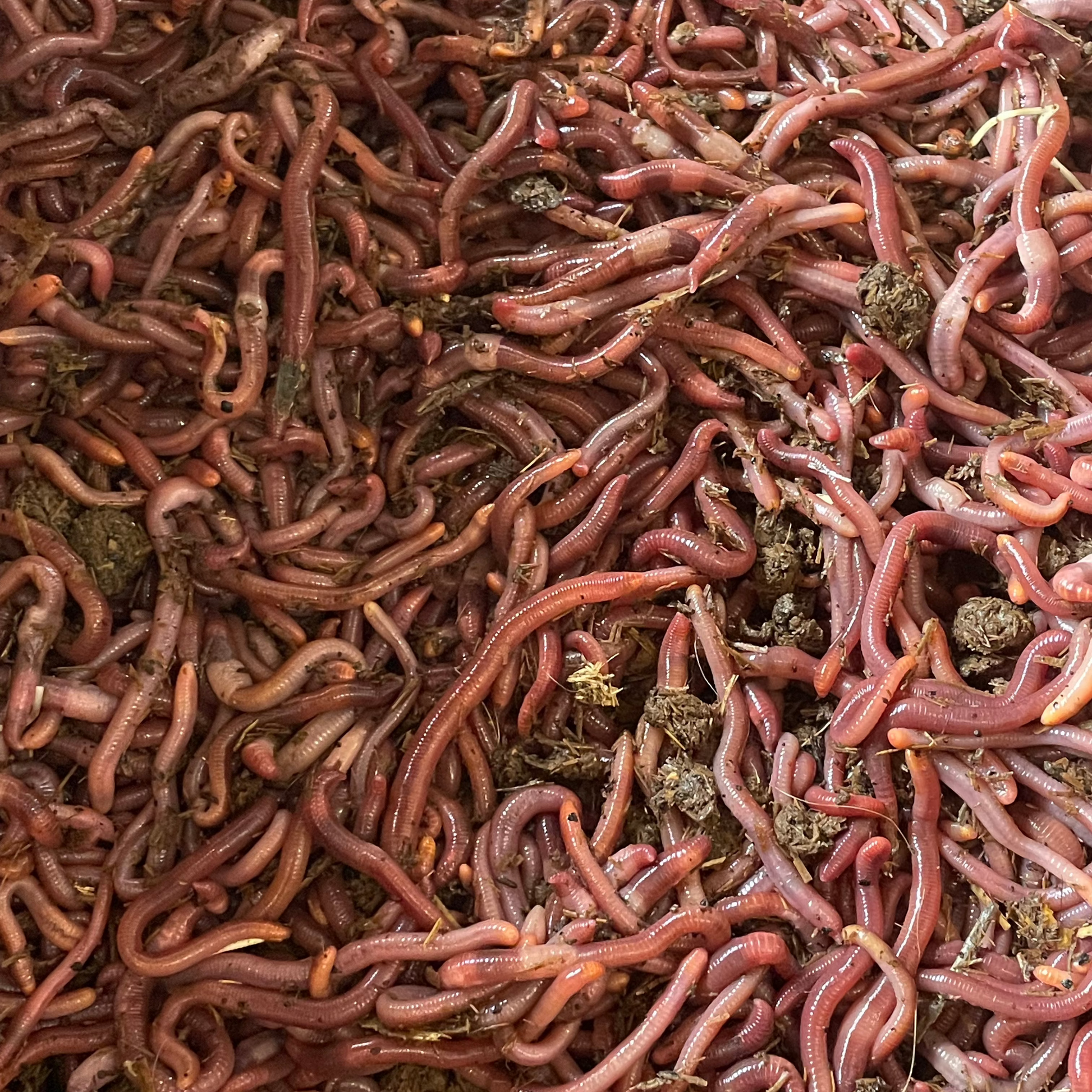 live red worms