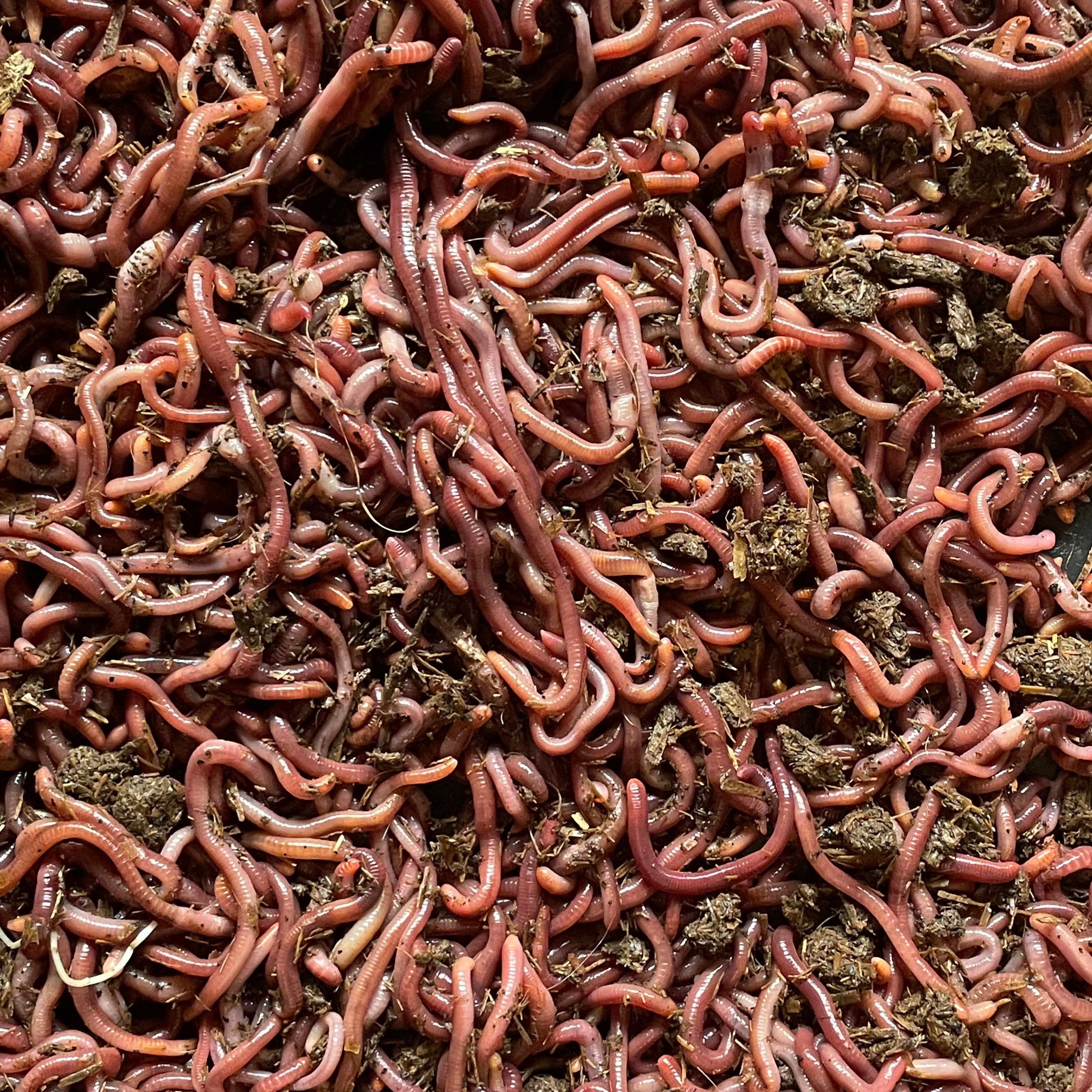 Pure Red Wiggler Composting Worms