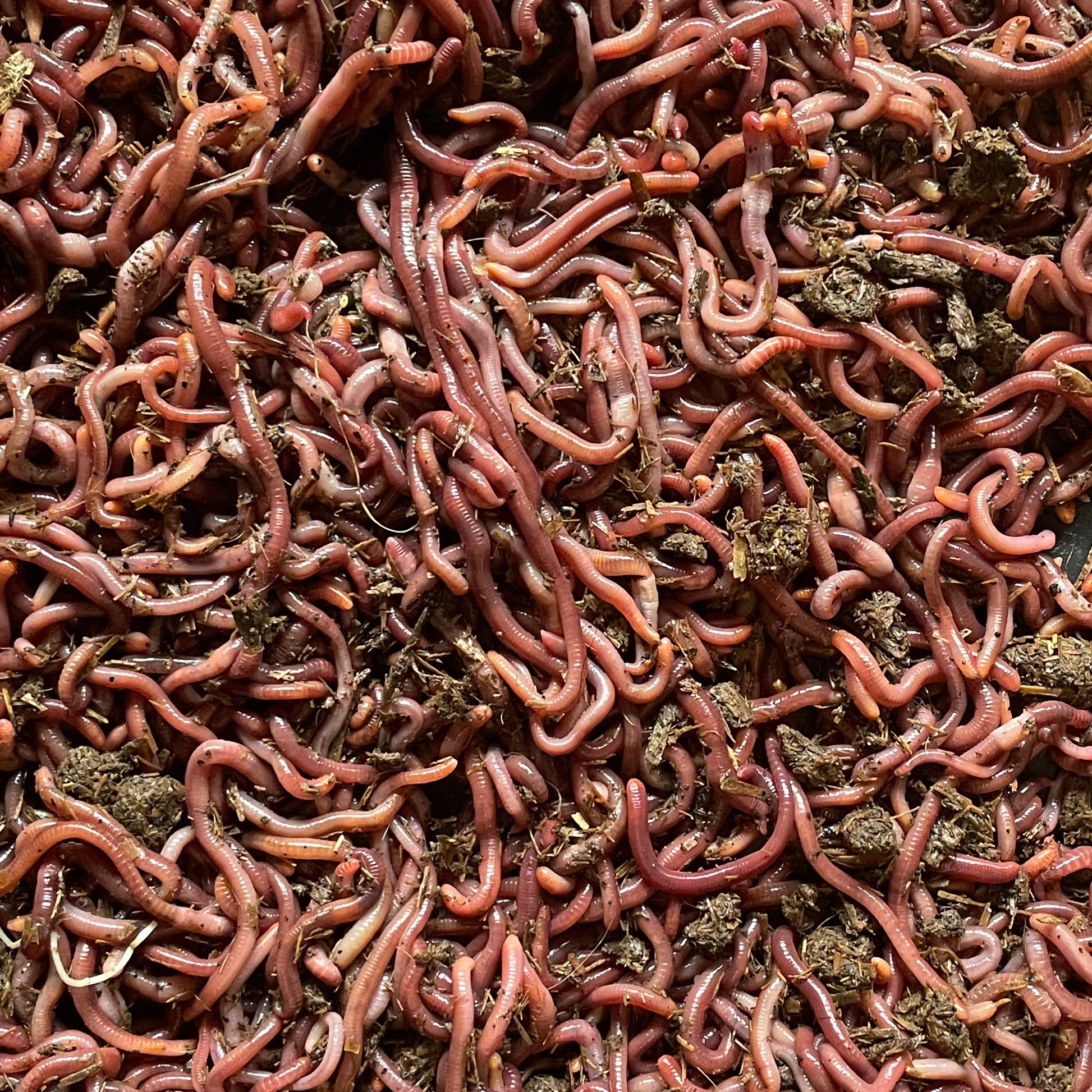 live red worms
