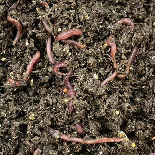Red Wigglers