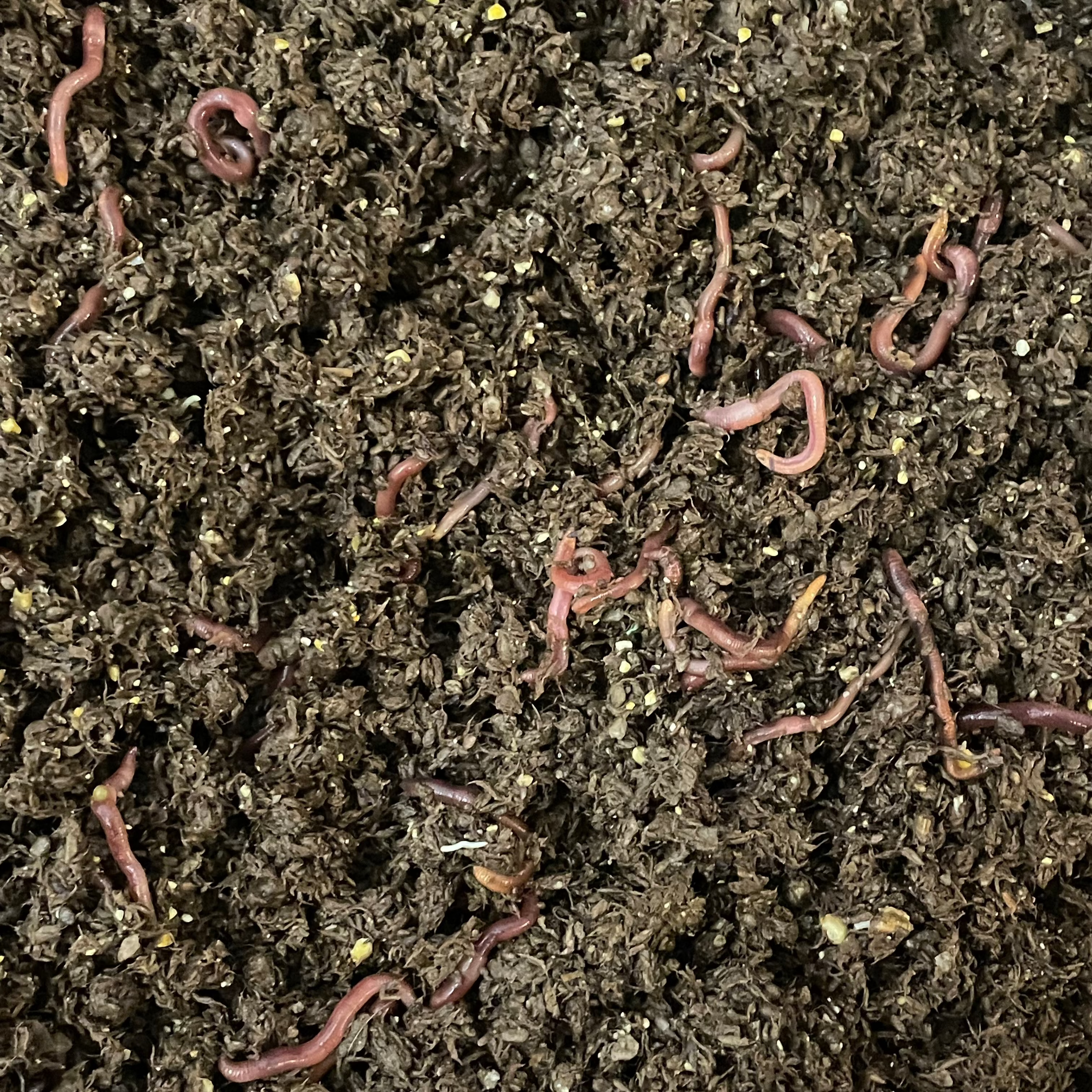 Vermiculturist Bedding