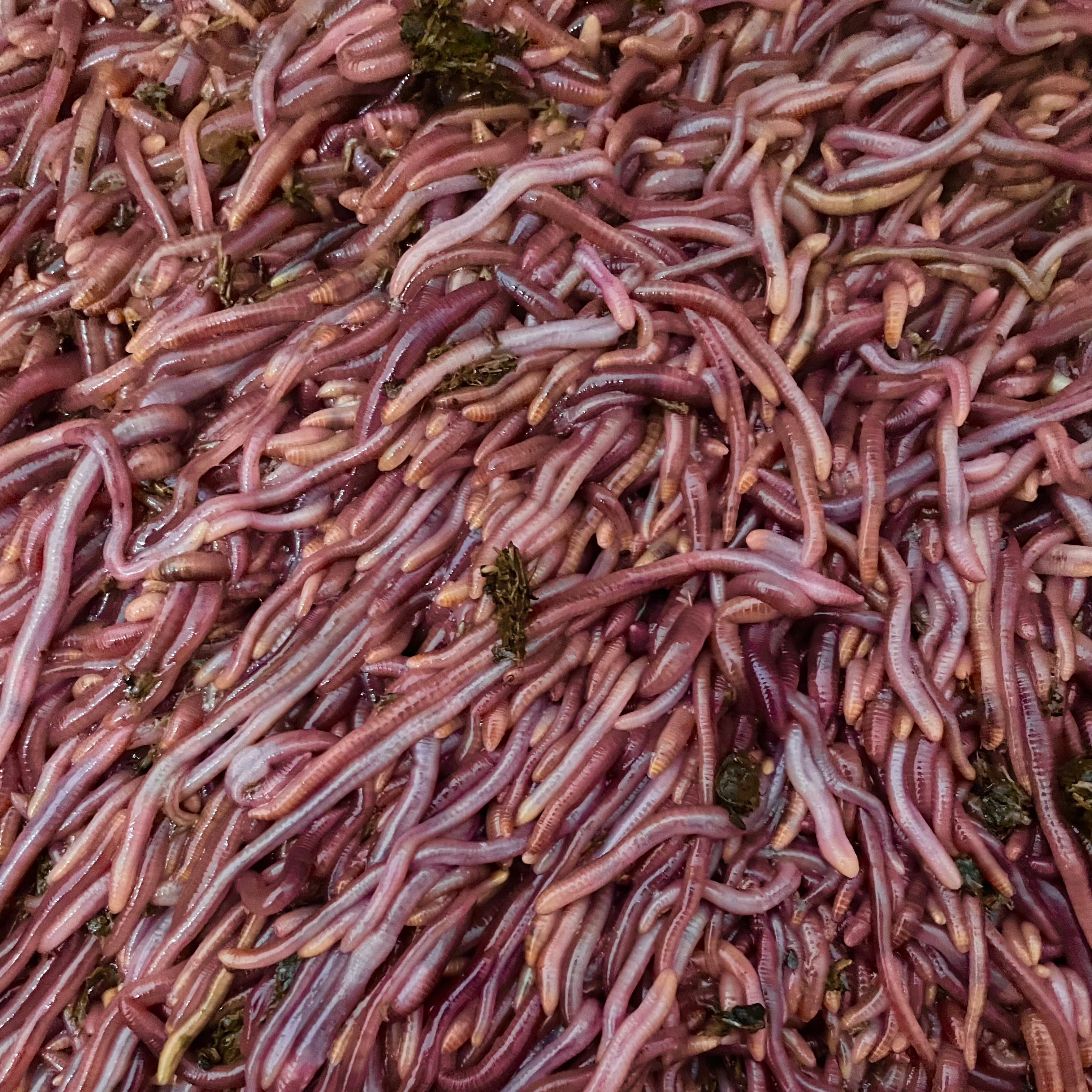 Pure Red Wiggler Composting Worms