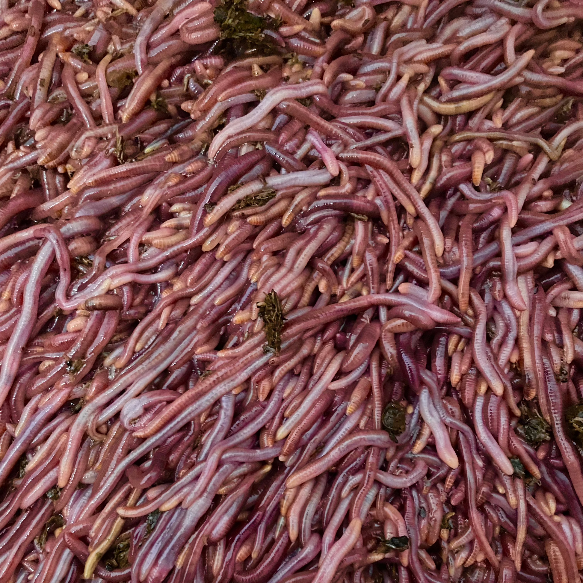 tiger worms