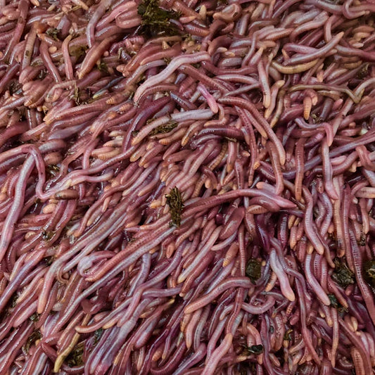 Pure Red Wigglers