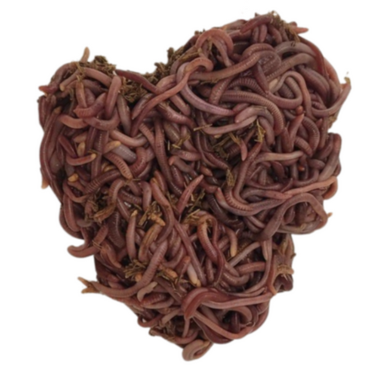 Red Wigglers White Background