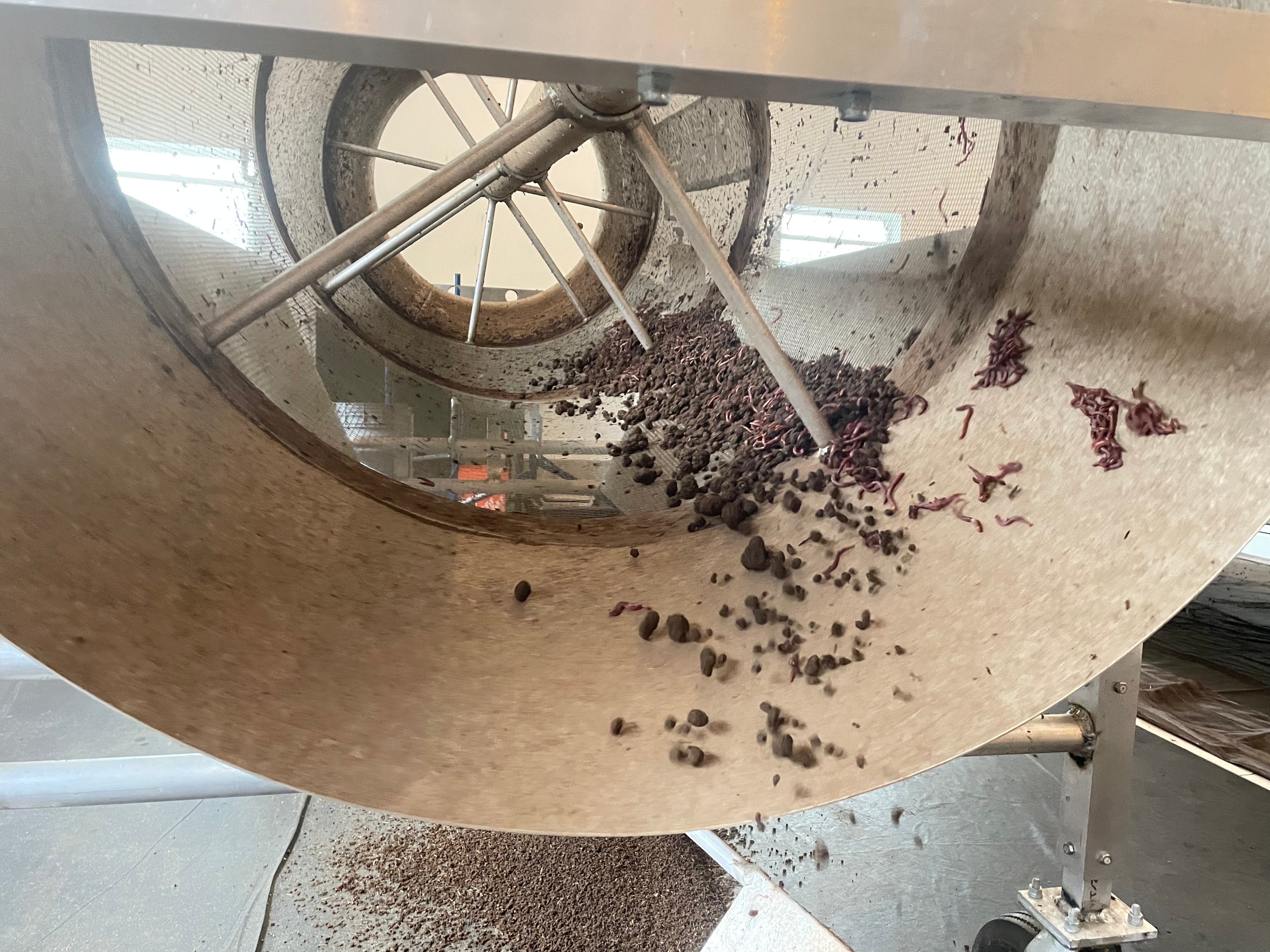 Red Wigglers being separated out of the end of a metal funnel trommel