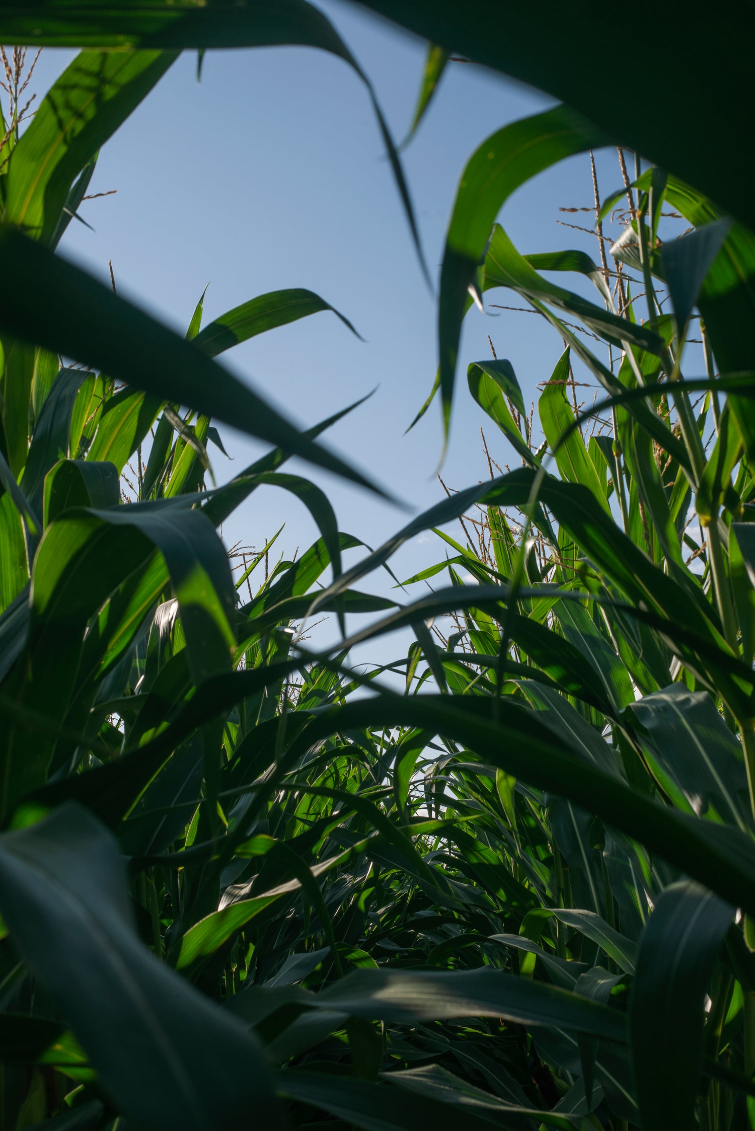 View from a Corn Field looking into the sky