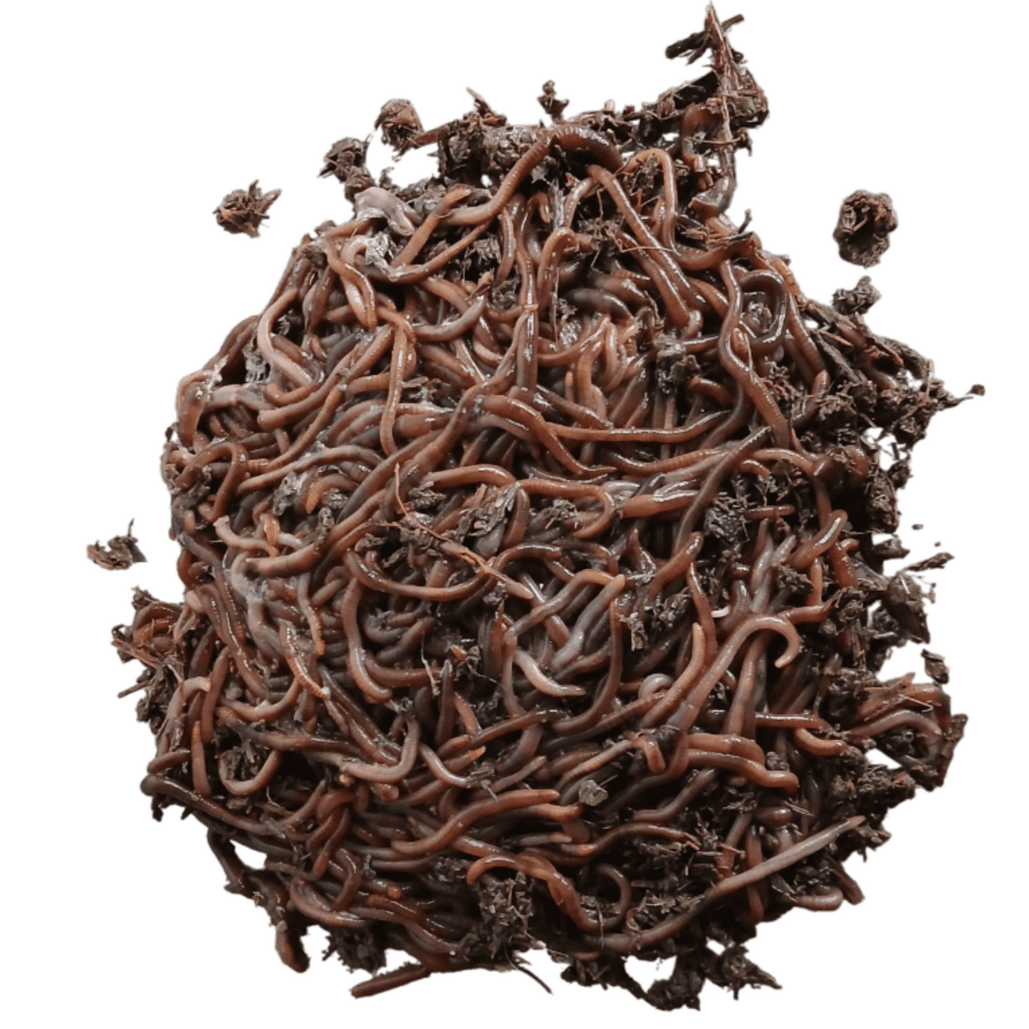 Pile of red wiggler earthworms on a white background